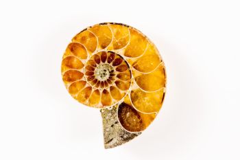 350x233 Ammonites Cheap Royalty Free Subscription, Stock Photos, Vector