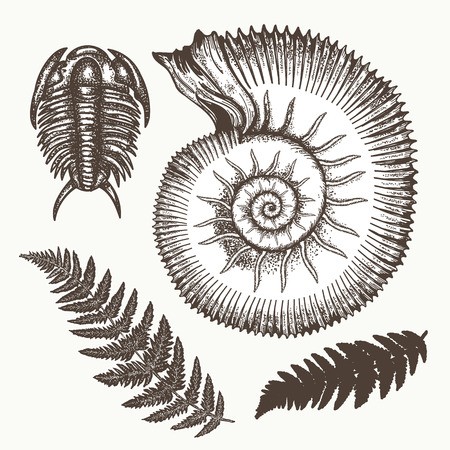 450x450 Ammonite