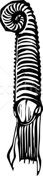 146x600 Ammonite Stock Vectors, Illustrations And Cliparts Stockfresh