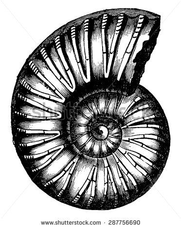 372x470 Ammonite Stock Vectors Vector Clip Art Shutterstock Pizca