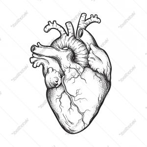 Anatomical Heart Vector at Vectorified.com | Collection of Anatomical ...