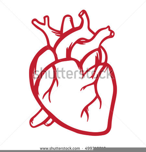 287x300 Anatomical Heart Clipart Free Images