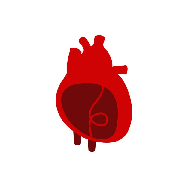 Cartoon Human Heart Vector