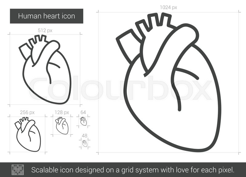 800x576 Human Heart Vector Line Icon Isolated Stock Vector Colourbox