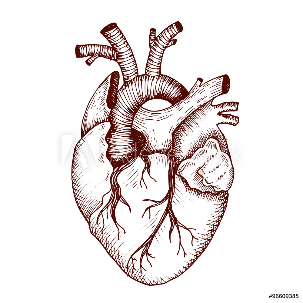 Схематичное изображение сердца