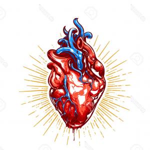 300x300 Photostock Vector Anatomical Heart With Beams Vector Art Catchsplace