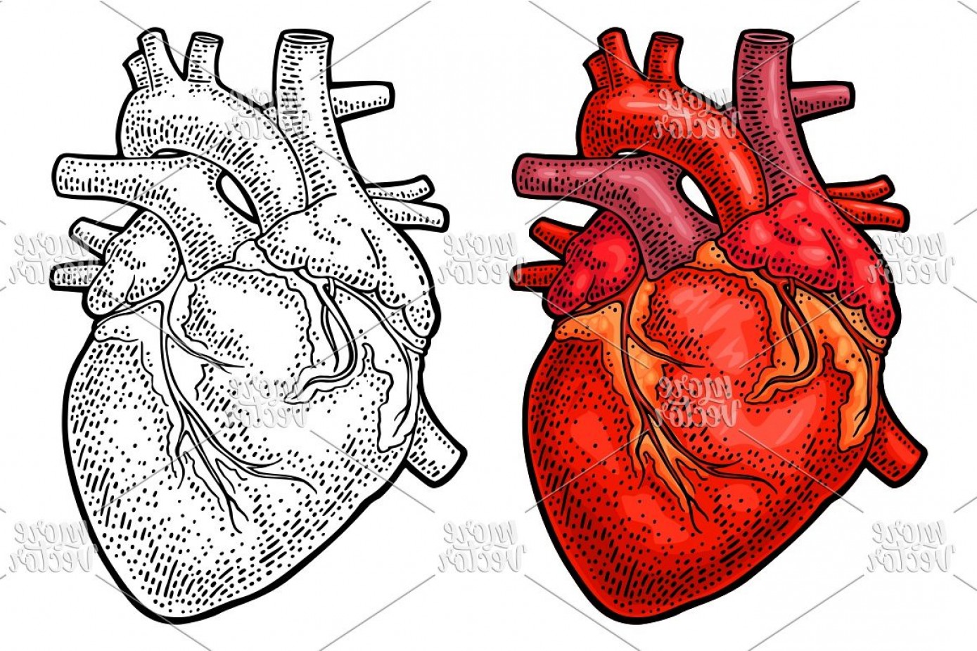Anatomical Heart Vector at Vectorified.com | Collection of Anatomical ...
