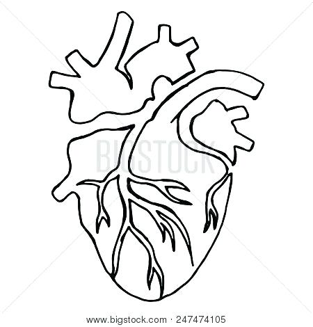 450x470 Anatomical Heart Outline