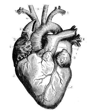 372x464 Antique Medical Scientific Illustration High Resolution Heart