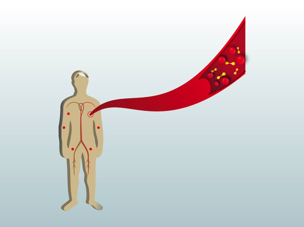 1024x766 Human Anatomy Vector Art Graphics