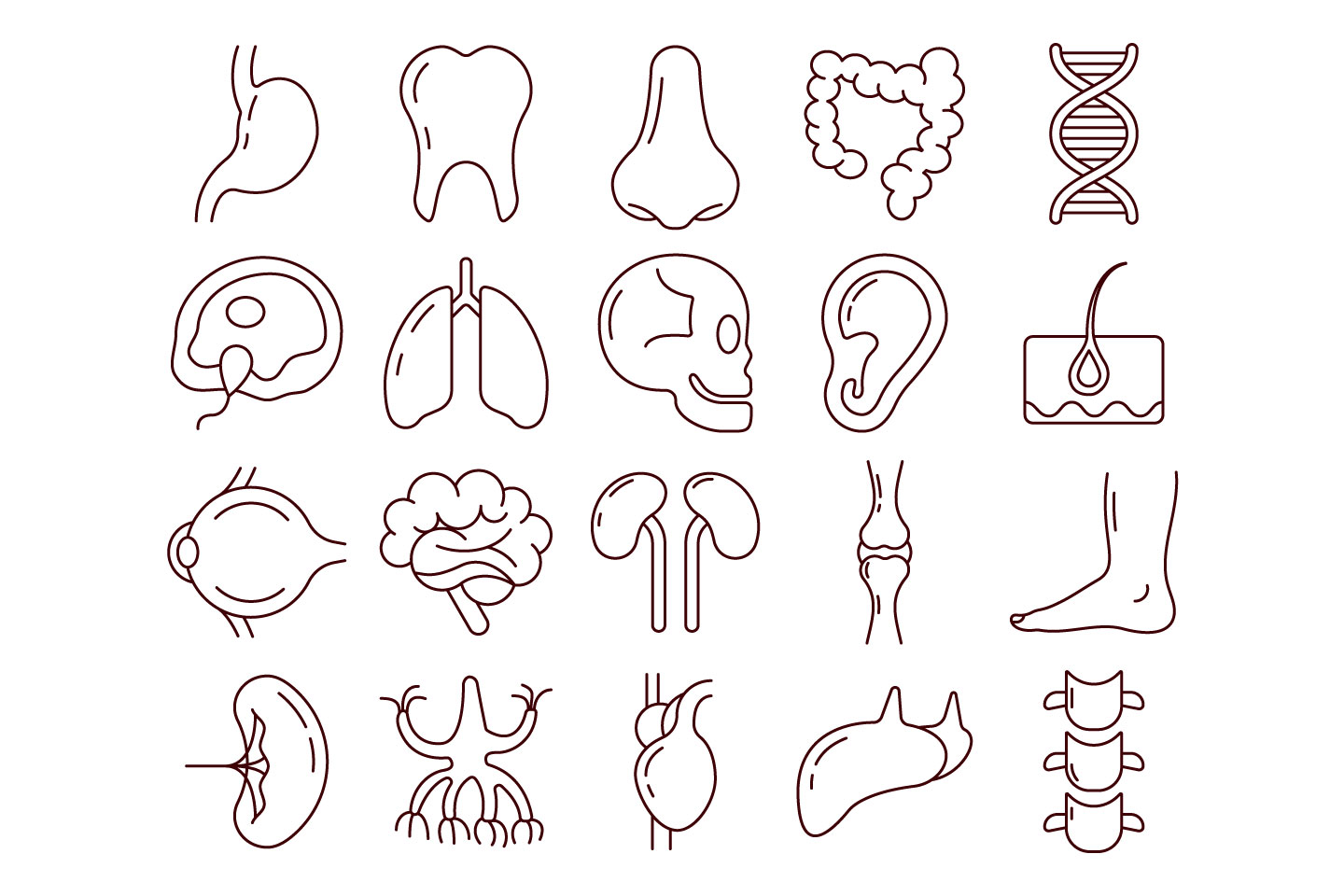 1440x960 Human Anatomy Vector Free Icon Set