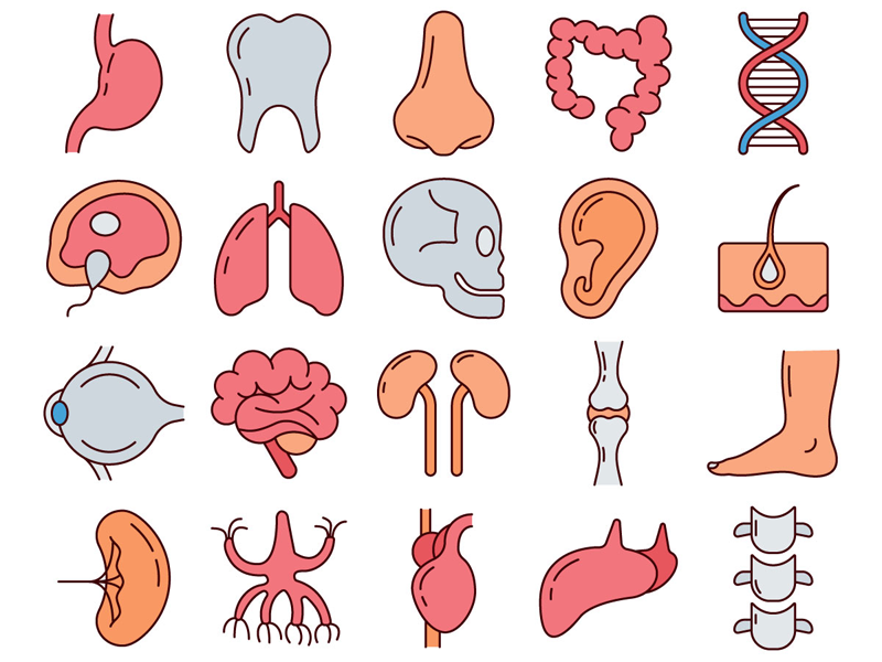 800x600 Human Anatomy Vector Freebie Icon Set