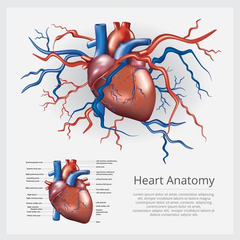490x490 Human Heart Anatomy Vector Illustration