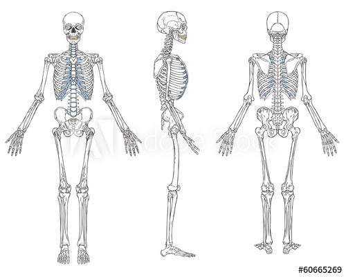 500x400 Human Skeleton Anatomy Vector