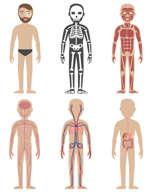 626x782 Human Anatomy Designs Vector Free Download