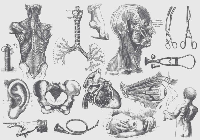 700x490 Anatomy Free Vector Art