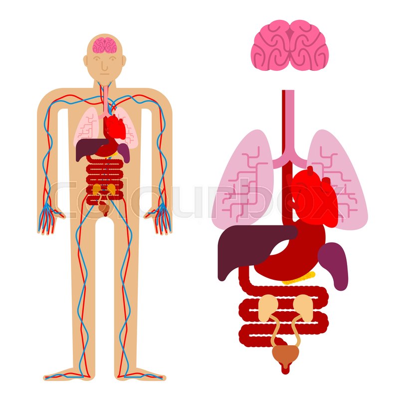 Anatomy Vector at Vectorified.com | Collection of Anatomy Vector free ...