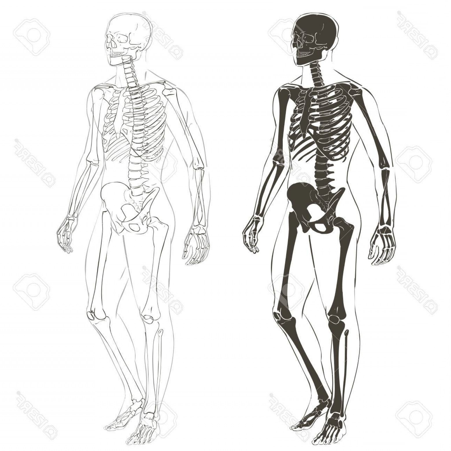 1560x1558 Photostock Vector Human Body Parts Skeletal Man Anatomy Vector
