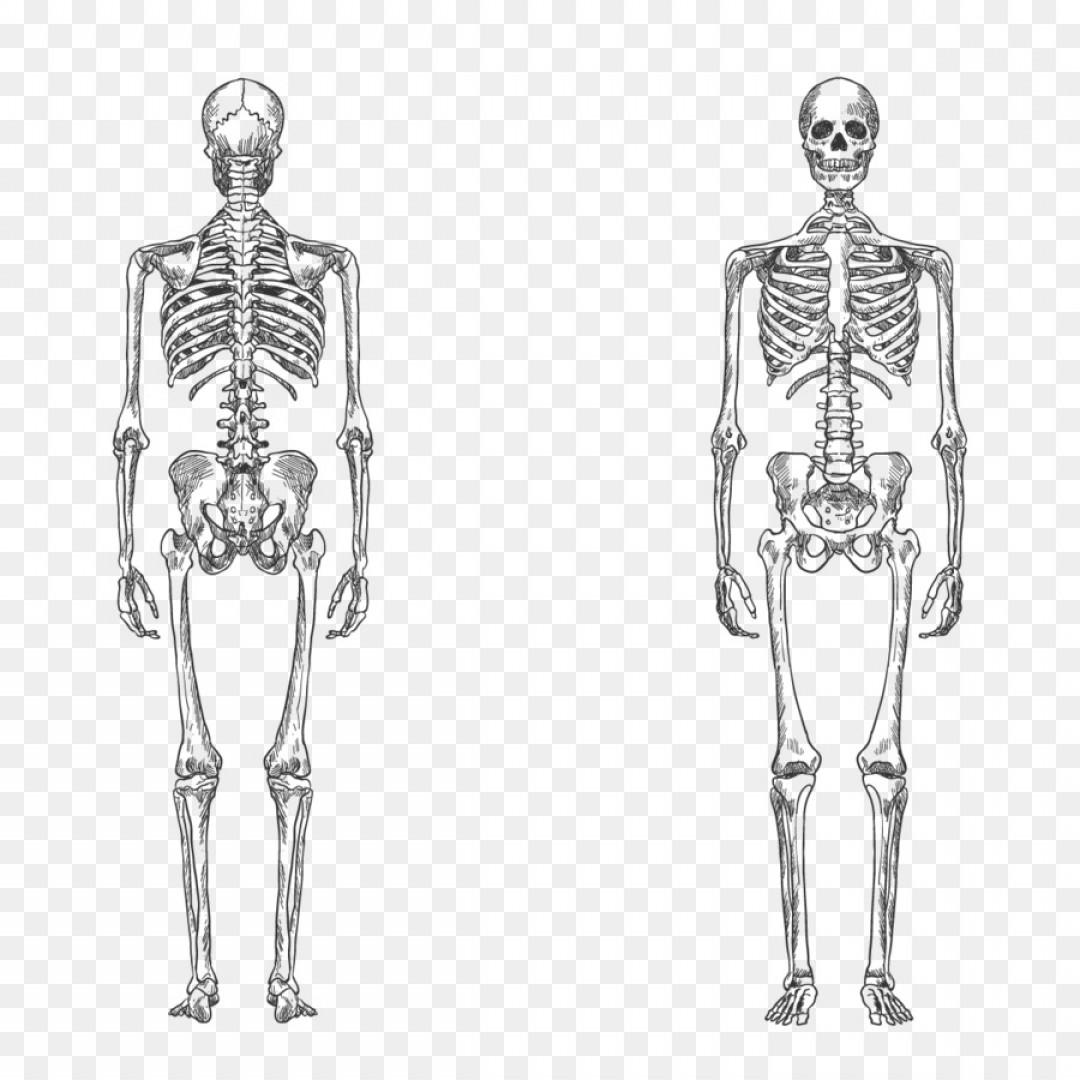 1080x1080 Png Human Skeleton Bone Human Body Anatomy Vector Huma Soidergi