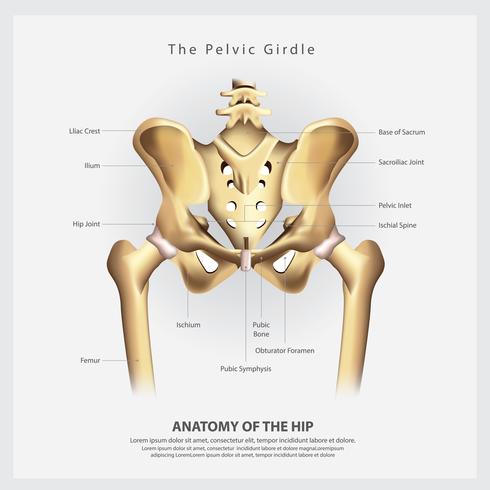 490x490 The Pelvic Girdle Of Human Hip Bone Anatomy Vector Illustration