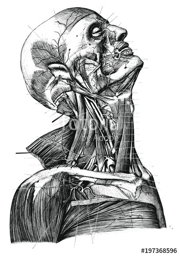 351x500 Vintage Anatomy Portrait Vector Illustration Black And White