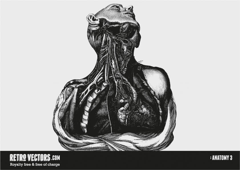 841x596 Vintage Anatomy Vector Free Of Charge Commercial Use Retro