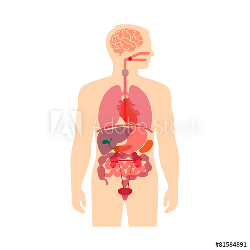 500x500 Human Body Anatomy, Vector Medical Organs System