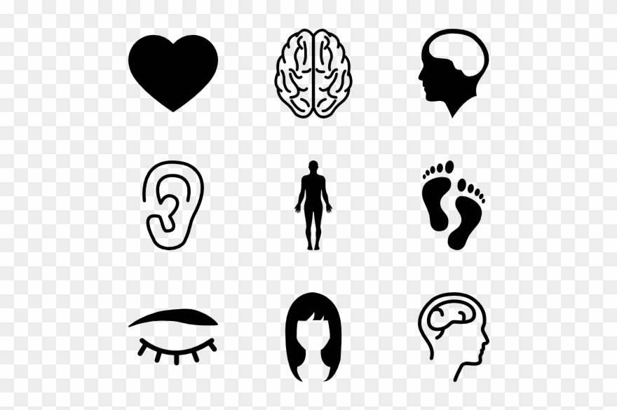 880x585 Anatomy Vector Picture Freeuse