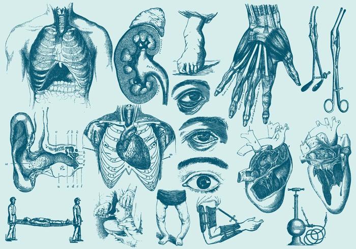 700x490 Blue Anatomy And Health Care Illustrations