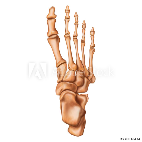 500x500 Bones Of The Human Foot Superior View Human Anatomy Vector