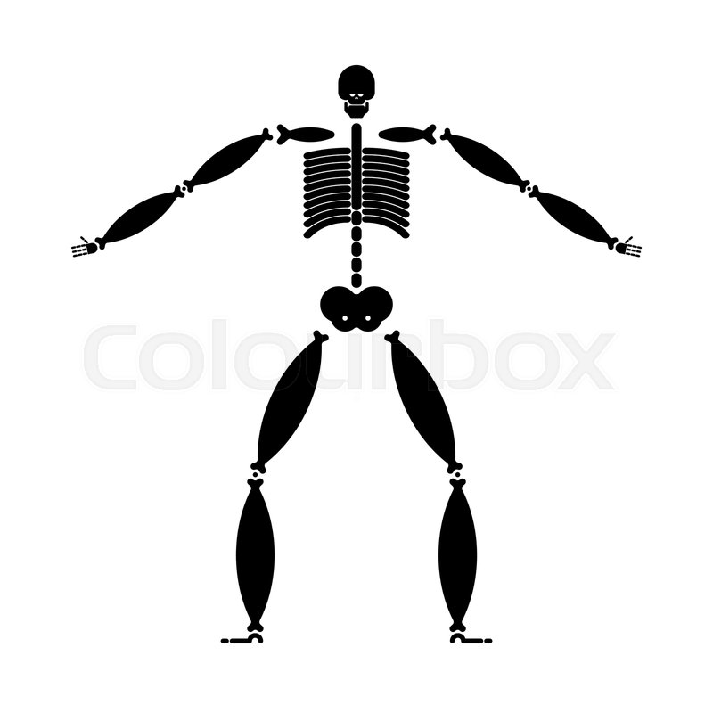800x800 Fat Skeleton Wide Bone Fat Man Stock Vector Colourbox