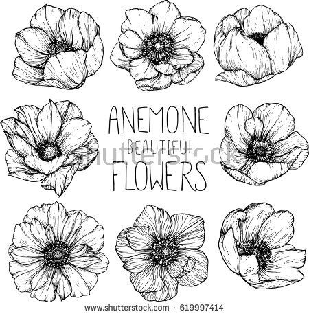 Anemone Flowers Drawing Illustration Vector And Clip Art 450x460 Anemone Flowers Drawing Illustration Vector And Clip Art