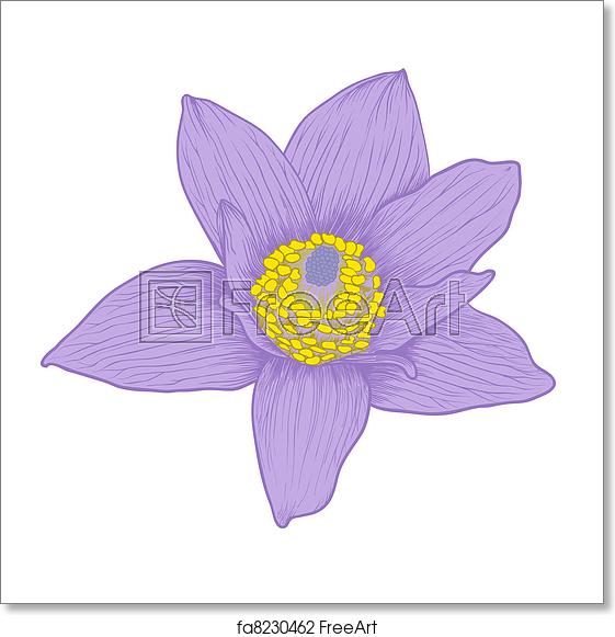 Free Art Print Of Vector Anemone Flower Vector Anemone Flower 561x581 Free Art Print Of Vector Anemone Flower Vector Anemone Flower