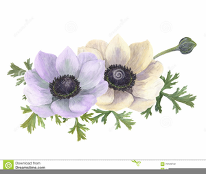 Anemone Flower Clipart Free 300x254 Anemone Flower Clipart Free
