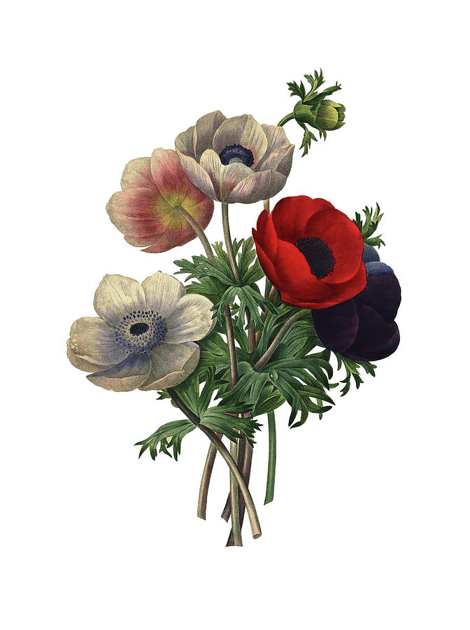 Huge Collection Of 'anemone Flower Drawing' Download More Than 672x900 Huge Collection Of 'anemone Flower Drawing' Download More Than