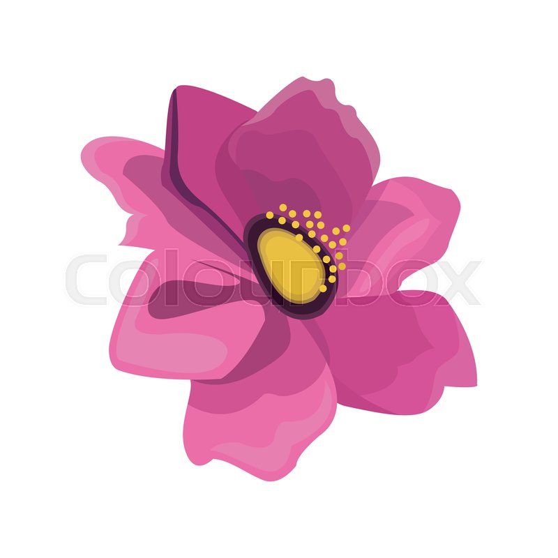 Pink Anemone Flower Design Vector Stock Vector Colourbox 800x800 Pink Anemone Flower Design Vector Stock Vector Colourbox