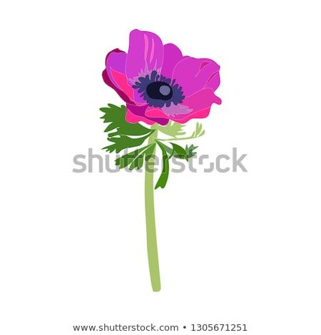 Purple Pink Anemone Flower Vector Graphics 450x470 Purple Pink Anemone Flower Vector Graphics