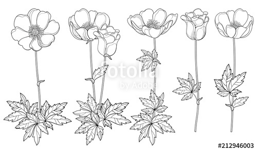 Vector Set Of Hand Drawing Outline Anemone Flower Or Windflower 500x294 Vector Set Of Hand Drawing Outline Anemone Flower Or Windflower