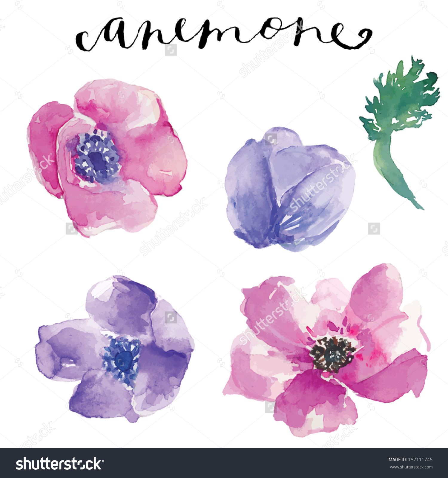 Watercolor Vector Flowers Watercolor Anemone Flowers Painted 1500x1600 Watercolor Vector Flowers Watercolor Anemone Flowers Painted