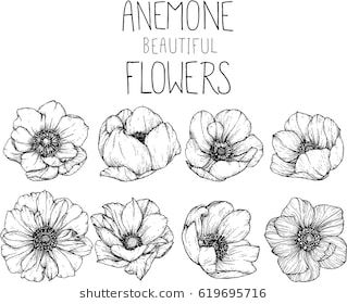 Drawing Anemone Flowers Illustration Vector And Clip Art 319x280 Drawing Anemone Flowers Illustration Vector And Clip Art