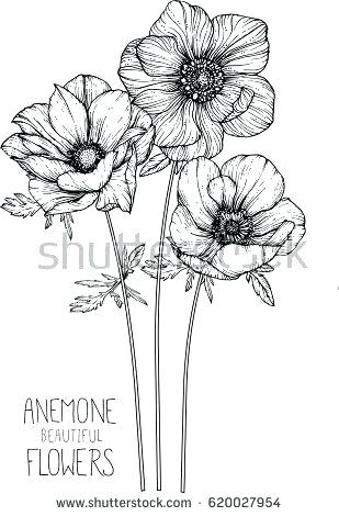 Flowers Drawings Vector 309x470 Flowers Drawings Vector
