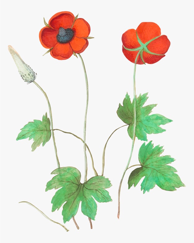 Anemone Flower Vectors, Photos And Free Download 626x782 Anemone Flower Vectors, Photos And Free Download