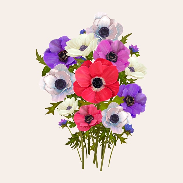 Anemone Vectors, Photos And Free Download 626x626 Anemone Vectors, Photos And Free Download