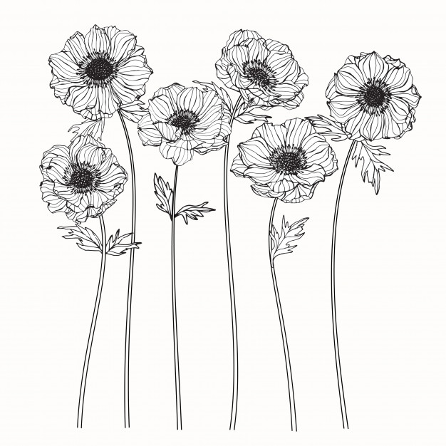 Anemone Flower Vector Premium Download 626x626 Anemone Flower Vector Premium Download