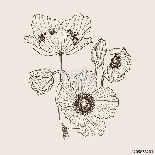 Anemone Flower Vector Drawing Bouquet Isolated Wild Plant 500x500 Anemone Flower Vector Drawing Bouquet Isolated Wild Plant