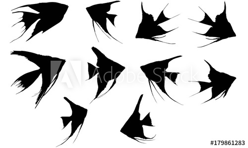 Angel Fish Vector
