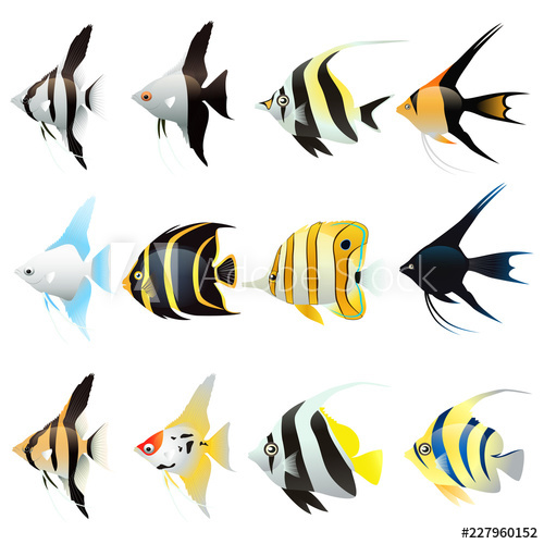 500x500 Set Of Angel Fish Cartoon Isolated On White Background Vector