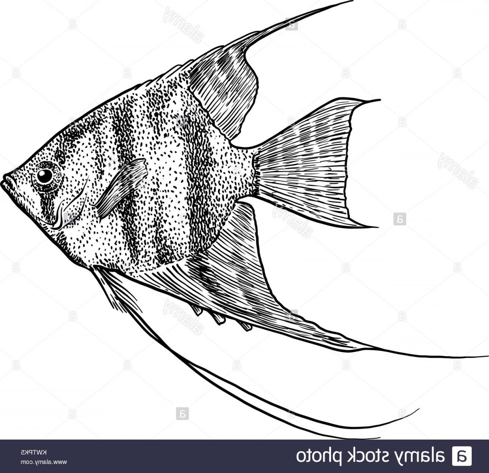 1560x1510 Angel Fish Vector Art Lamaison