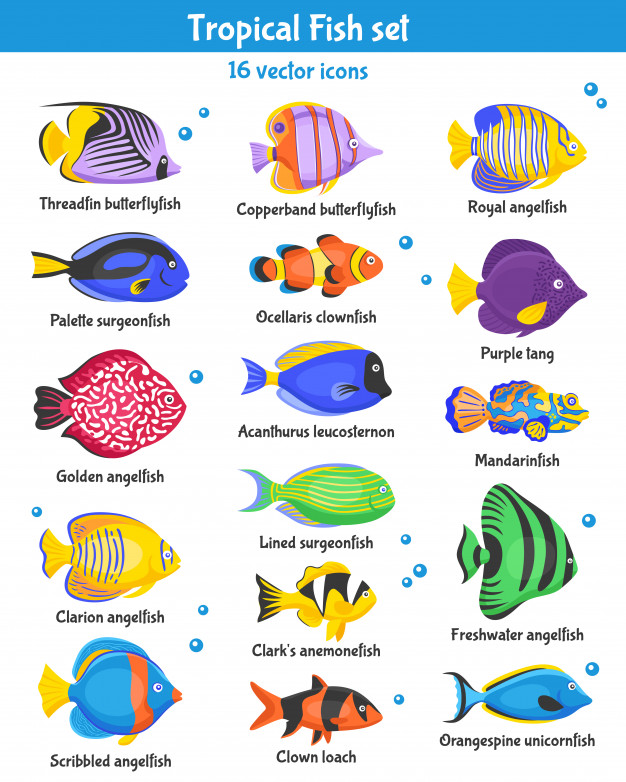 626x782 Angelfish Vectors, Photos And Free Download