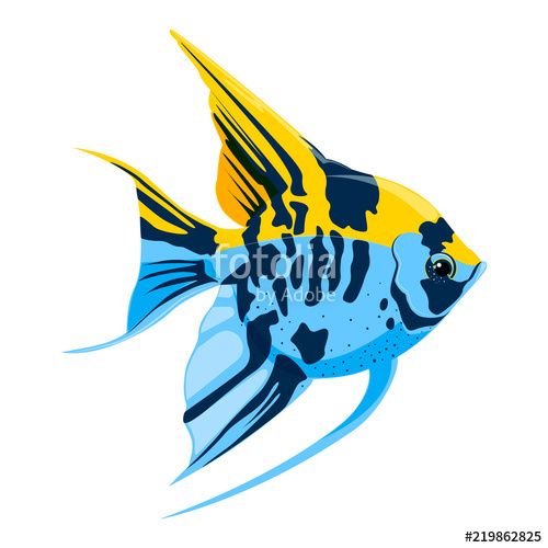 Angel Fish Vector at Vectorified.com | Collection of Angel Fish Vector ...